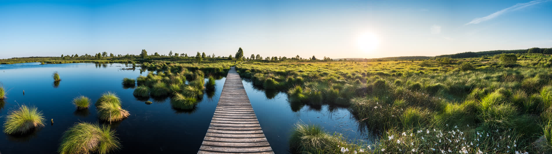 Holzsteg durch ein Hochmoor mit Wasserflächen und Grasbülten, tief stehende Sonne Holzsteg durch ein Hochmoor mit Wasserflächen und Grasbülten, tief stehende Sonne